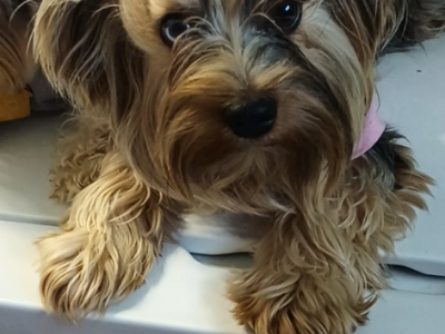 Yorkie