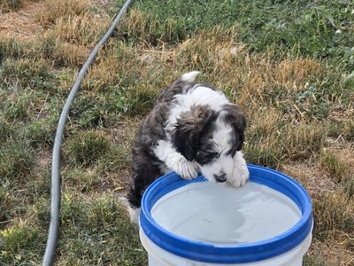 Aussiedoodle Standard Boy Puppy. Marble-colored. Adorable fluffball!