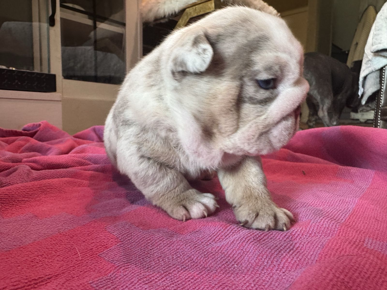 Akc Championship Quality English Bulldog Puppies