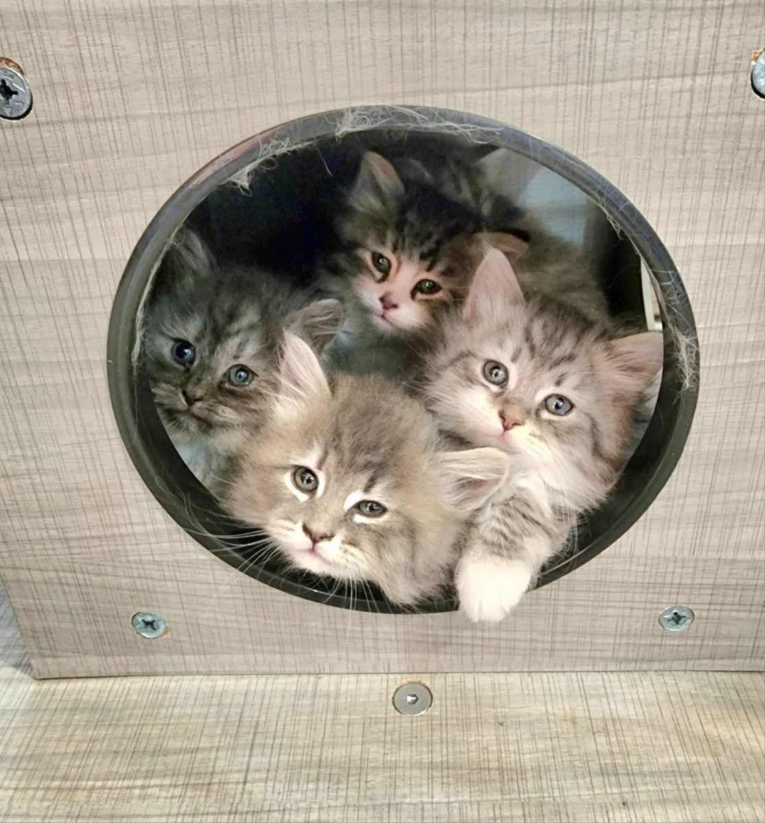 TICA reg. SIBERIAN Kittens Gorgeous So Sweet 3 Boys and 1 Girl Available until May 26th
