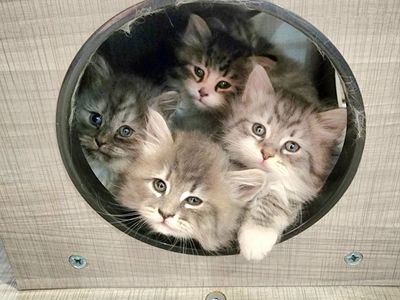 TICA reg. SIBERIAN Kittens Gorgeous So Sweet 3 Boys and 1 Girl Available until May 26th