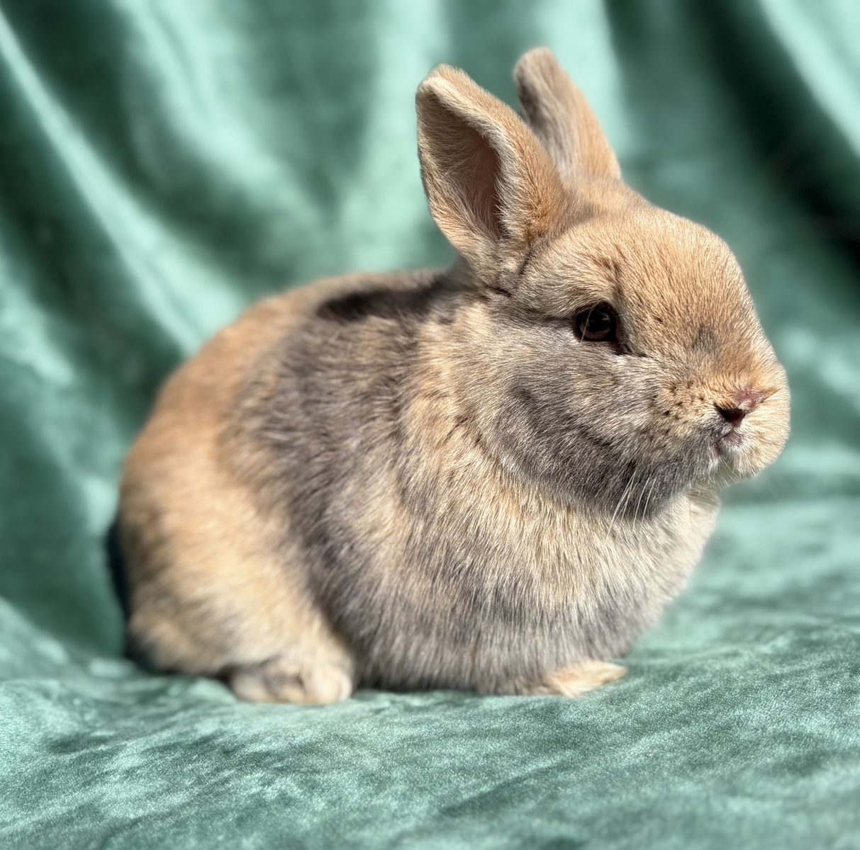 Found Male Bunny Needs New Home