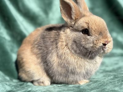 Found Male Bunny Needs New Home