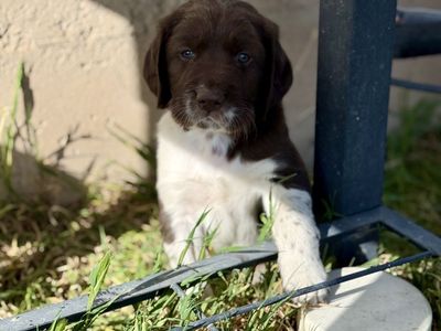Border Collie/German Shorthair Pointer
