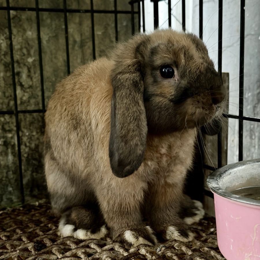Holland Lop Buck