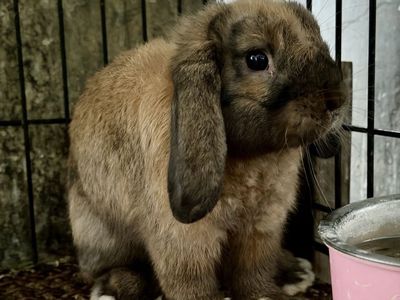 Holland Lop Buck