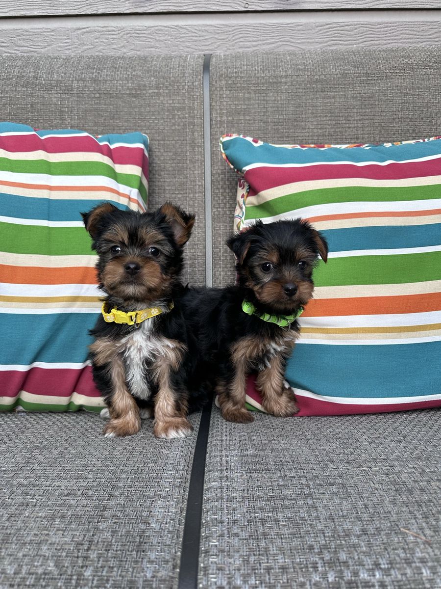Yorkie puppies