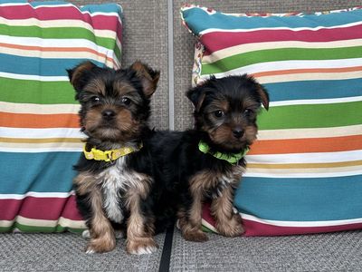 Yorkie puppies