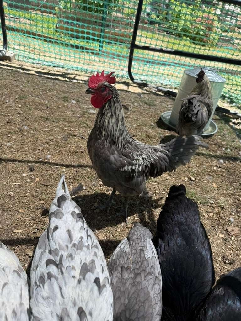 2 Roosters for sale. These roosters are fairly rare. One is a Silverudd Blue and one is a Fibro Easter Egger. looking for a good