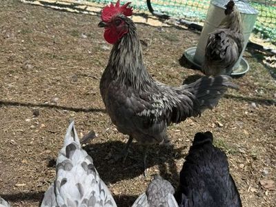 2 Roosters for sale. These roosters are fairly rare. One is a Silverudd Blue and one is a Fibro Easter Egger. looking for a good