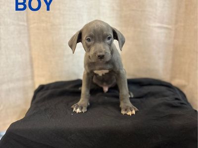 Pitbull Puppies