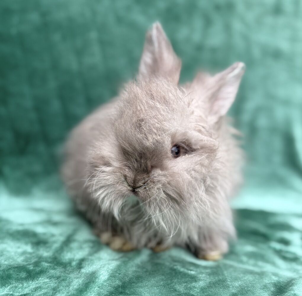 Pedigreed English Angora Boy Baby Bunny -chin