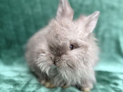 Pedigreed English Angora Boy Baby Bunny -chin