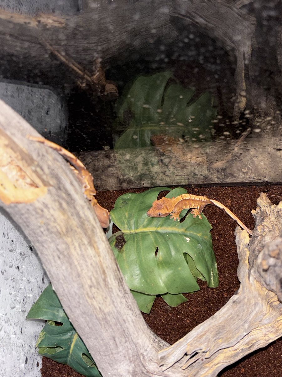 Baby crested geckos !