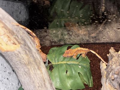 Baby crested geckos !