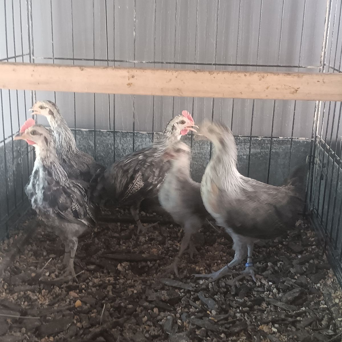 Pure silver duckwing phoenix bantams