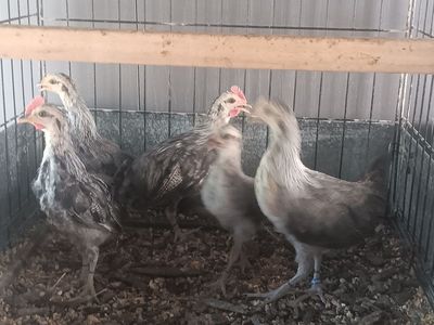 Pure silver duckwing phoenix bantams