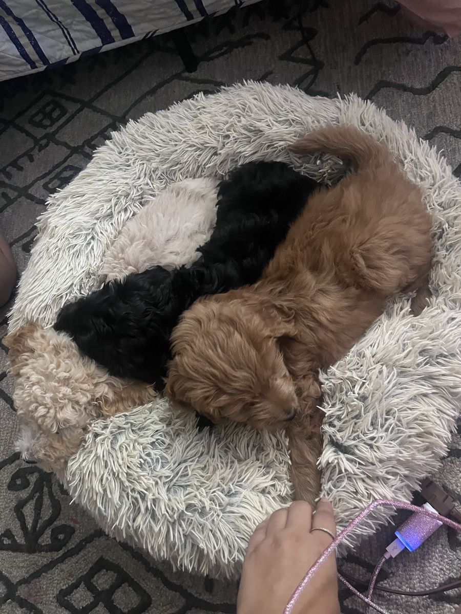 Mini poodle puppy’s 