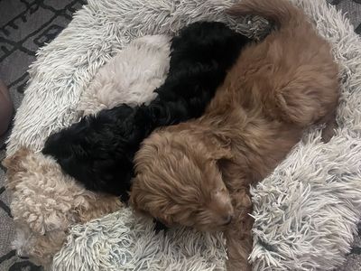Mini poodle puppy’s