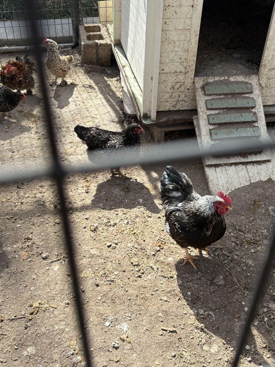Double silver laced barnevelders