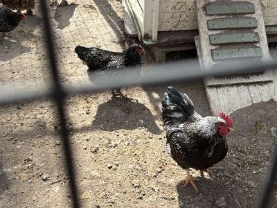 Double silver laced barnevelders