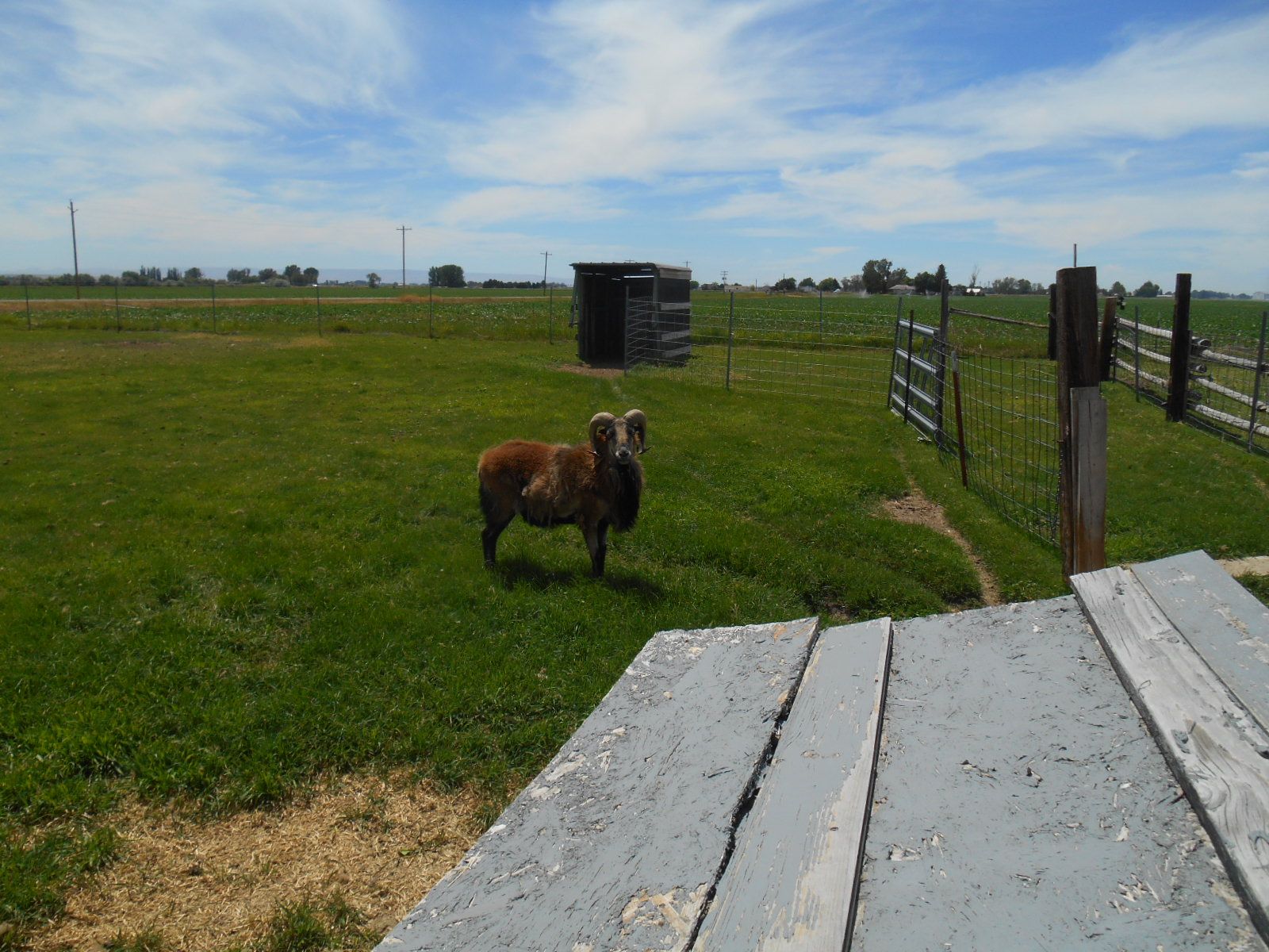 Barbados Ram Sheep