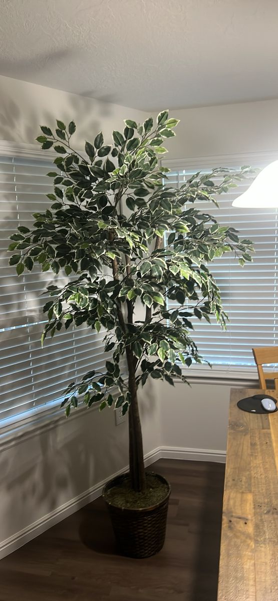 Large Artificial Ficus Tree with Variegated Leaves in Basket