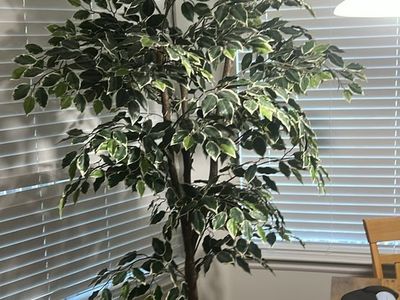 Large Artificial Ficus Tree with Variegated Leaves in Basket