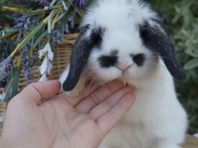 Darling Holland Lop Baby Doe (girl)