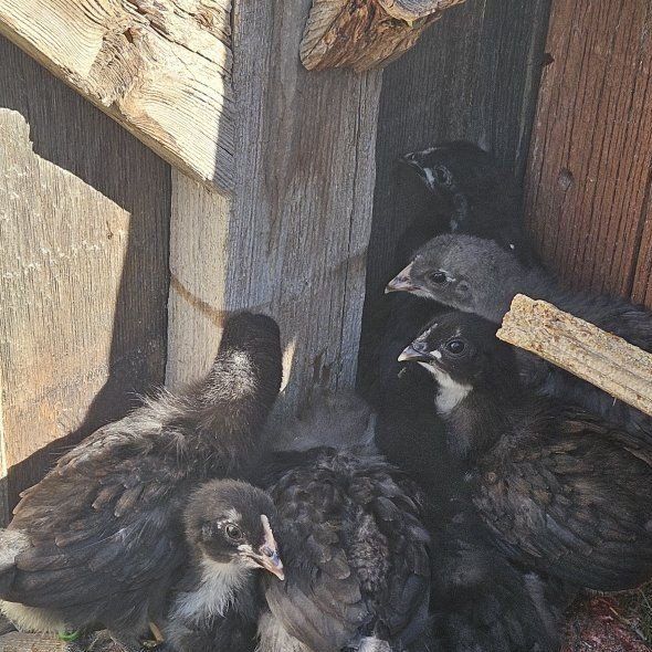 2 extra chicks