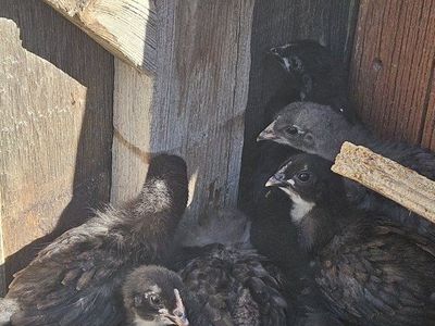 2 extra chicks