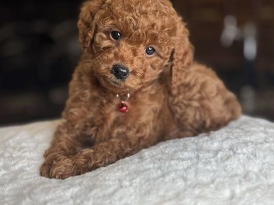 Tiny MicrOmini 10-12 Pound Goldendoodle Boy