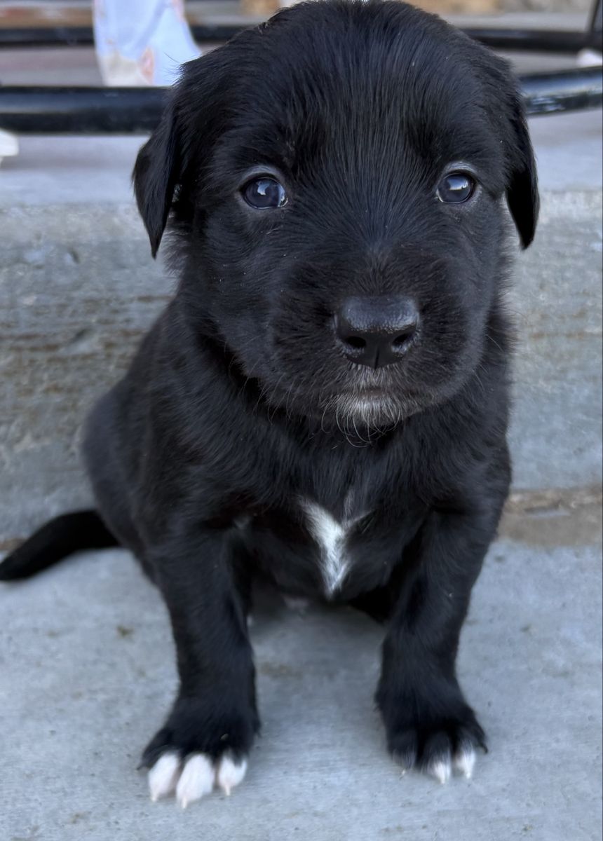 Adorable Golden Retriever Cross Puppy