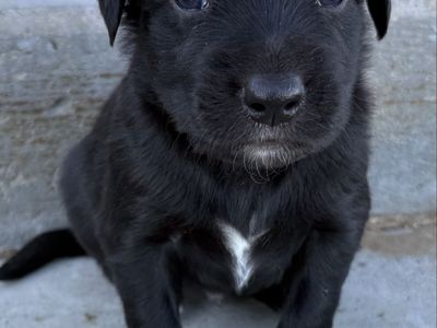 Adorable Golden Retriever Cross Puppy