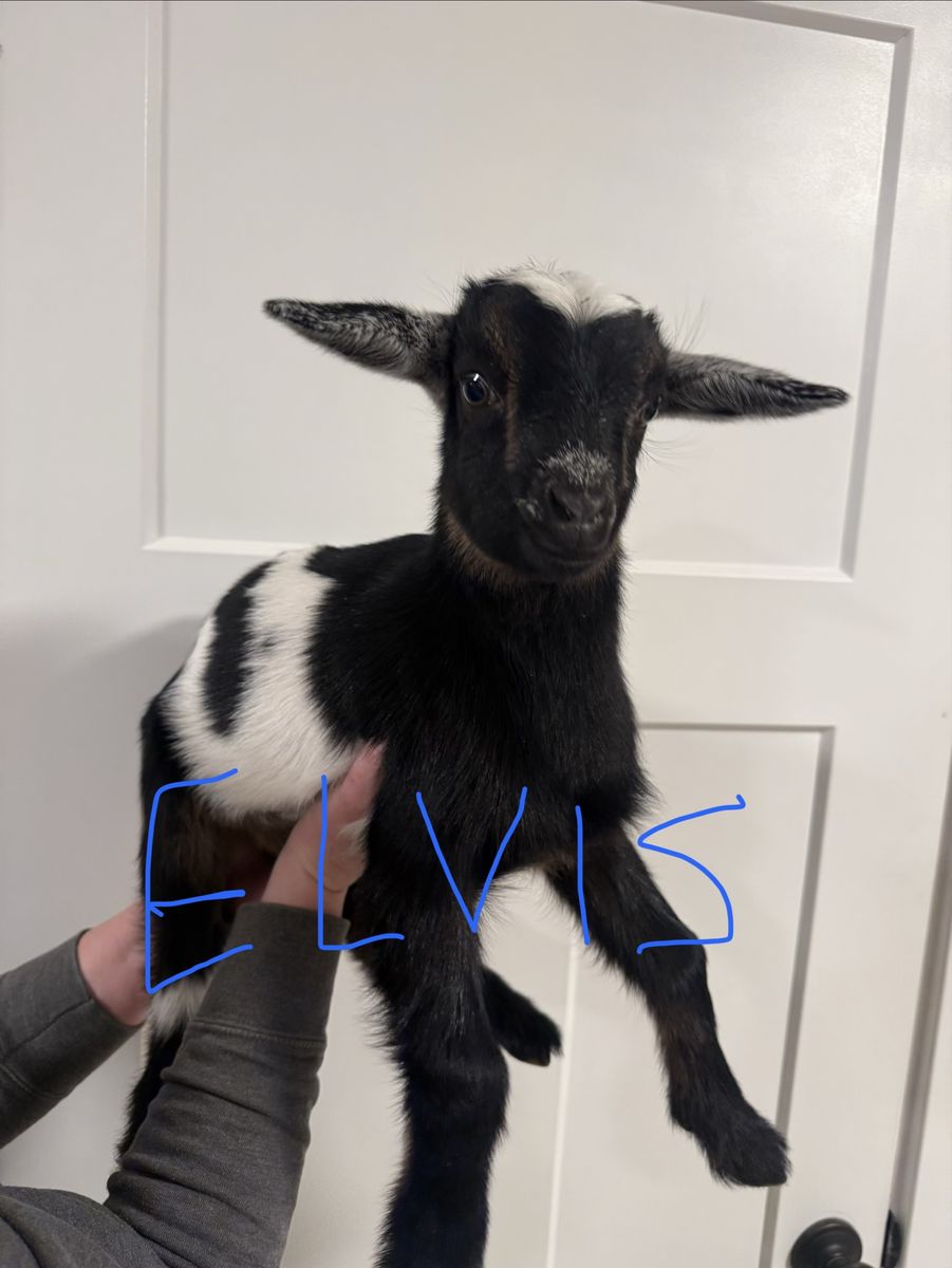 Nigerian Dwarf/Nubian Bottle Baby