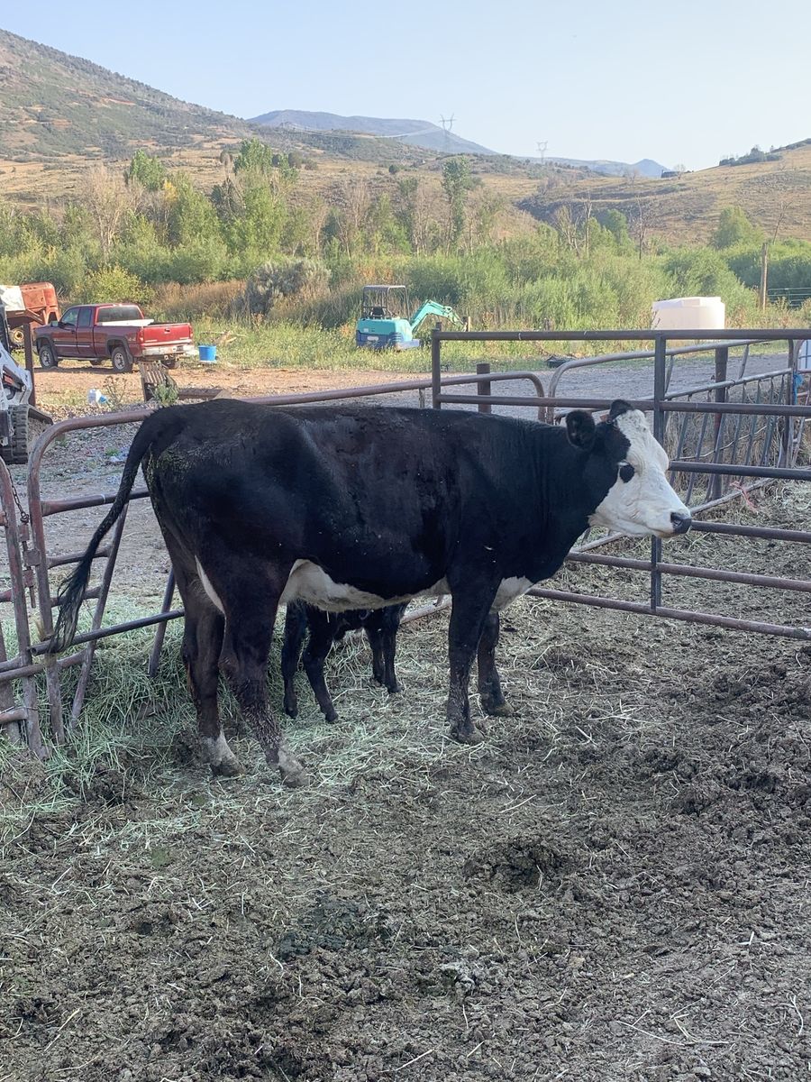 Baldy Heifer pair nice black bull calf