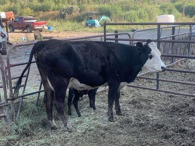 Baldy Heifer pair nice black bull calf