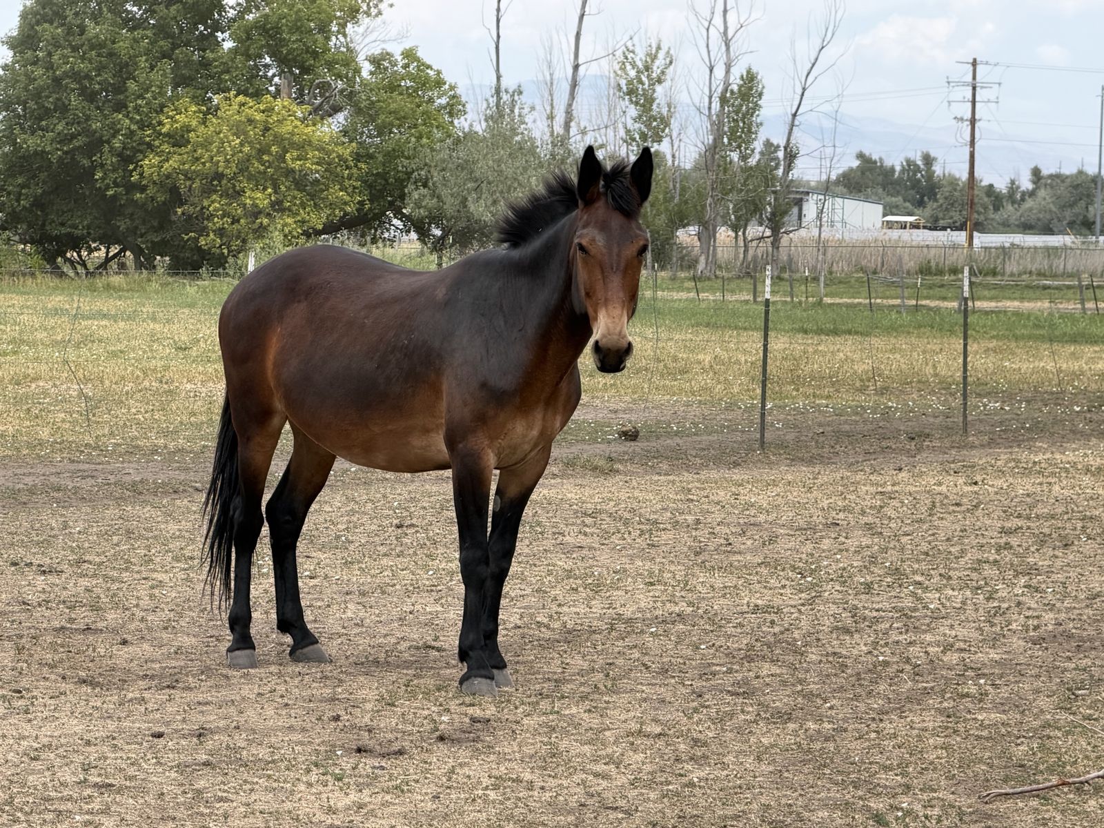 Mario The Mule