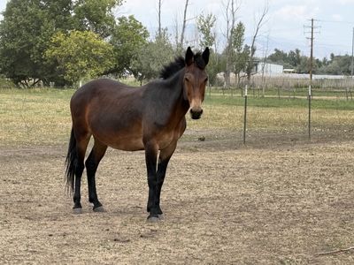 Mario The Mule