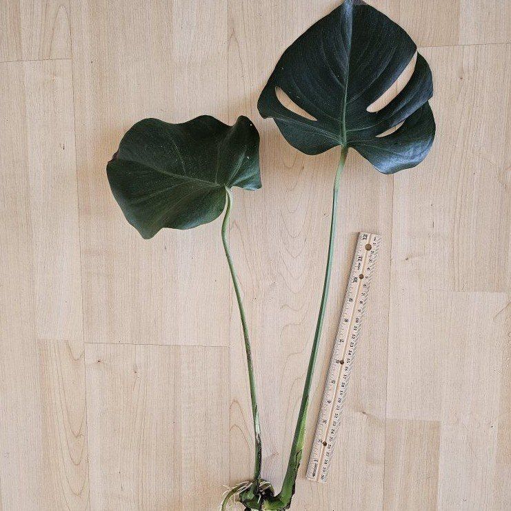 Monstera Deliciosa Plant Cuttings - Rooted Tropical Houseplant (1 Cutting, 2 Large Leaves)