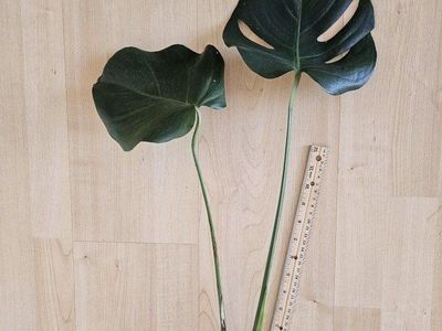 Monstera Deliciosa Plant Cuttings - Rooted Tropical Houseplant (1 Cutting, 2 Large Leaves)