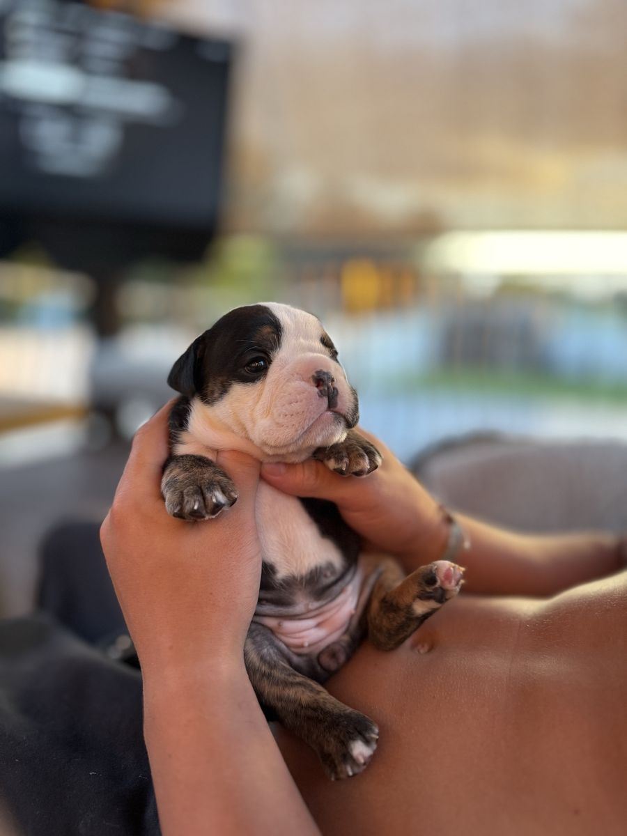 Amazing English Bulldogs Puppies