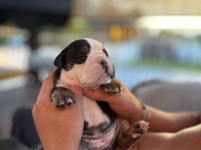 Amazing English Bulldogs Puppies