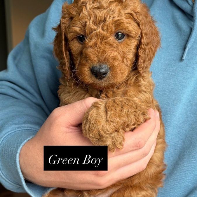 Mini Goldendoodle Puppies
