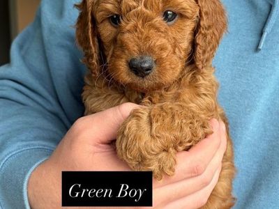 Mini Goldendoodle Puppies
