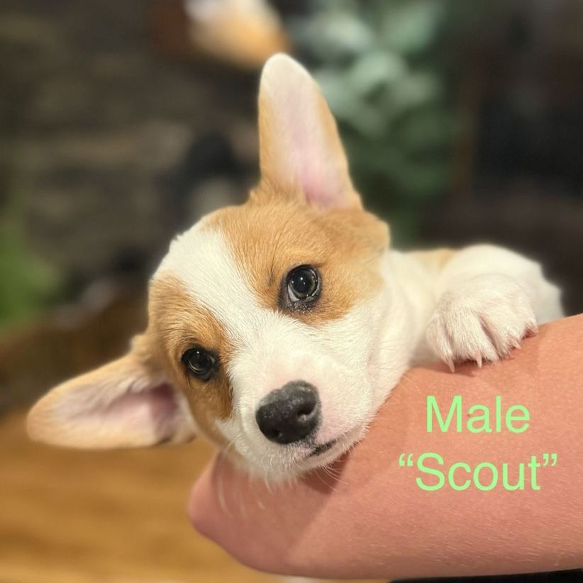 AKC Pembroke Welsh Corgi Puppies - 4 Females, 3 Males
