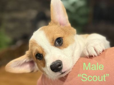AKC Pembroke Welsh Corgi Puppies - 4 Females, 3 Males