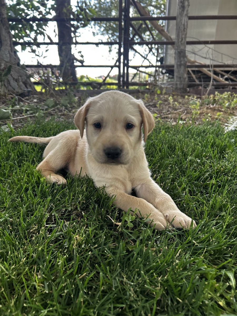 AKC Labrador Retriever Puppies ( THREE YELLOW MALES LEFT!)