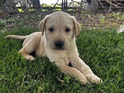 AKC Labrador Retriever Puppies ( THREE YELLOW MALES LEFT!)