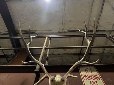 Elk Horns For Sale 6-point